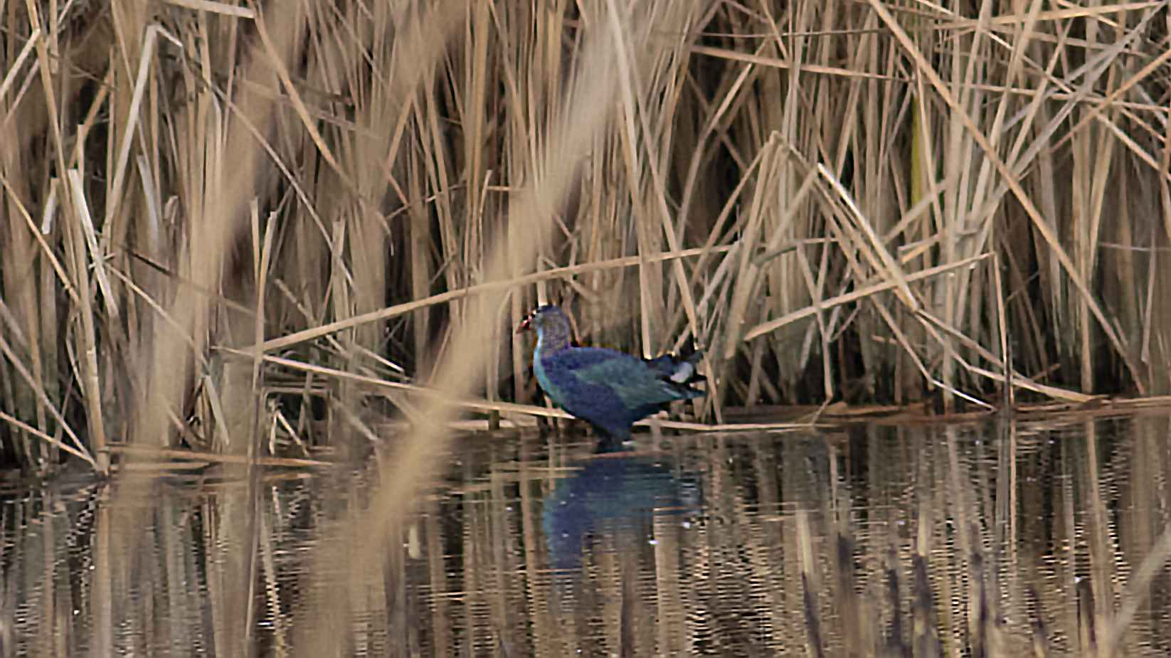 Western Swamphen